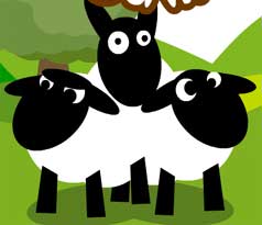 Sheep
